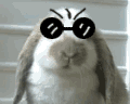 原创版嚼嚼兔qq表情-眼镜
