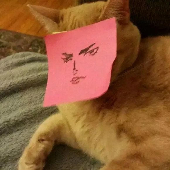 叛逆猫表情包图片-搞怪